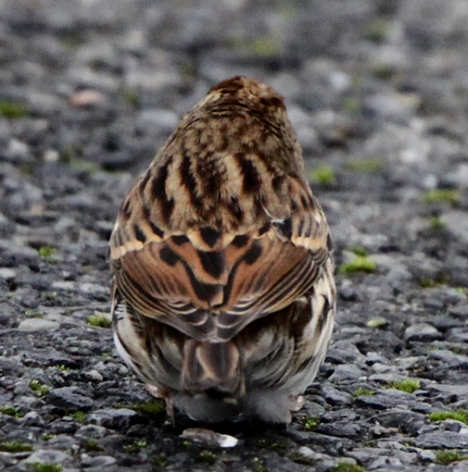 Little Bunting doing done a poo
