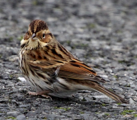 Little Bunting doing a Holloway