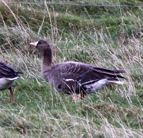 091107 White-fronts 004