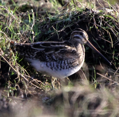 091115 Whalsay snipe 003blogsize