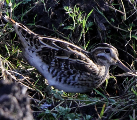 091115 Whalsay snipe 012blogsize